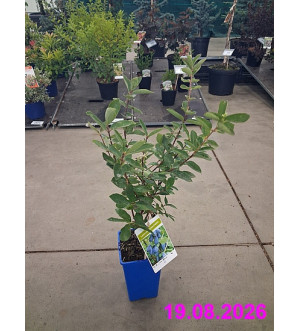 Lonicera kamtschatica 'Wojtek' RP 1,6 L